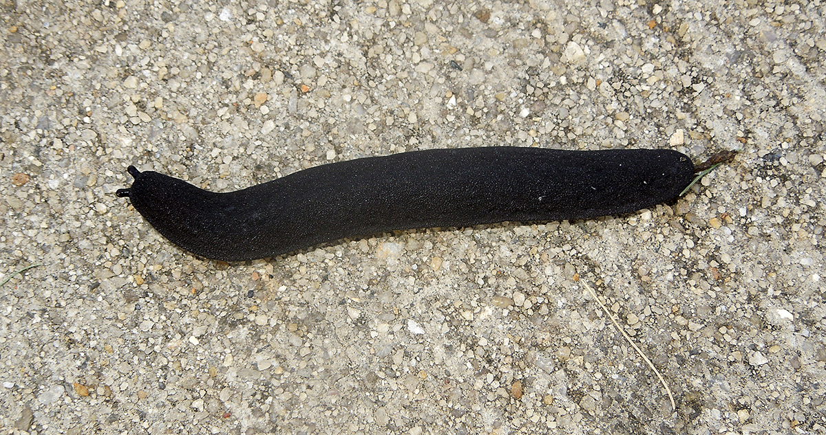 Black-velvet Leatherleaf Slug