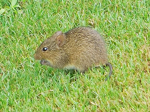 Marsh Rice Rat 