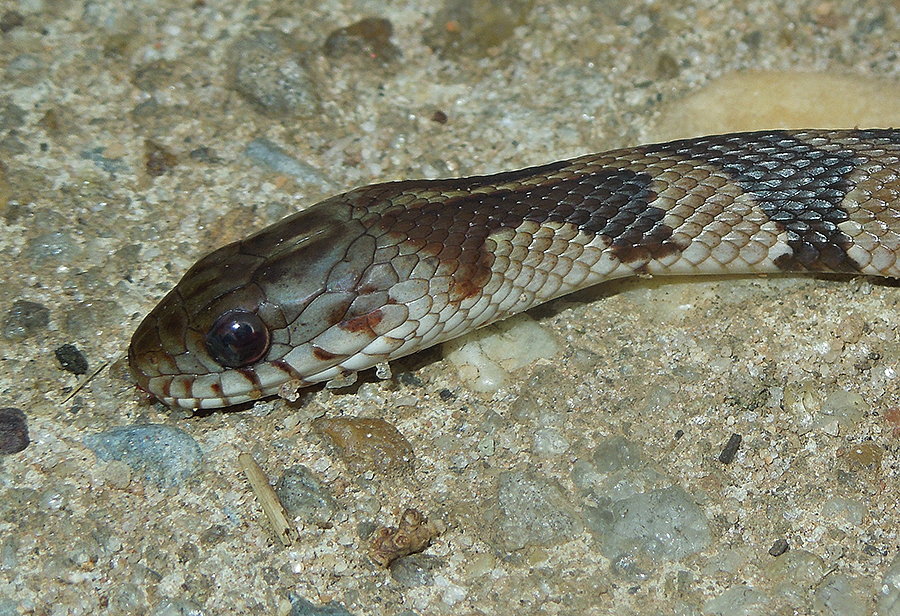 Midland Water Snake