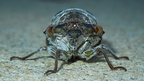 <b>Dusk Singing Cicada Video</b>
