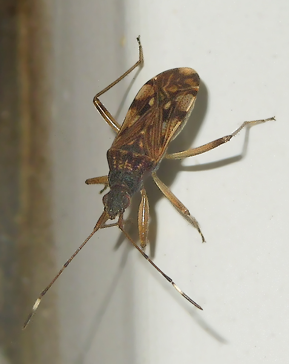 Dirt-colored Seed Bug 