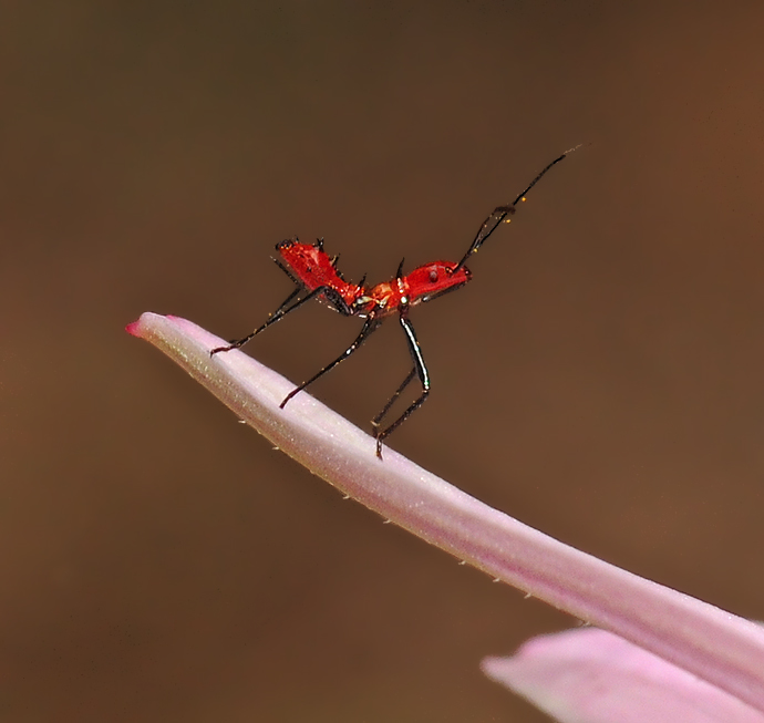 Leaf-footed Bug Nymph (Leptoglossus)