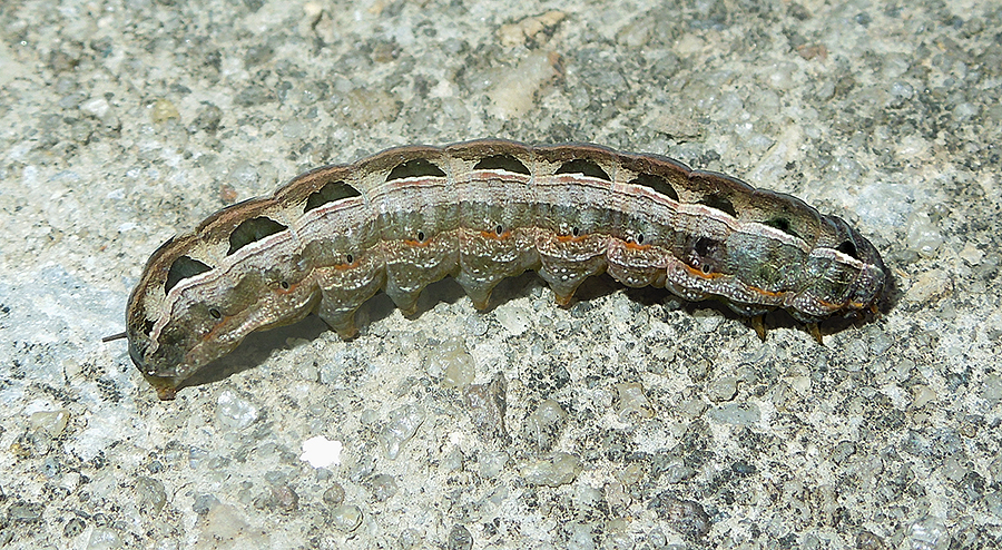 Yellow-striped Armyworm Moth Caterpillar (9669)