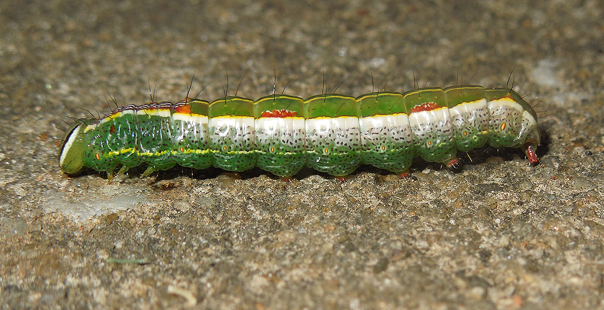 Variable Oakleaf Caterpillar Moth Caterpillar (7998)