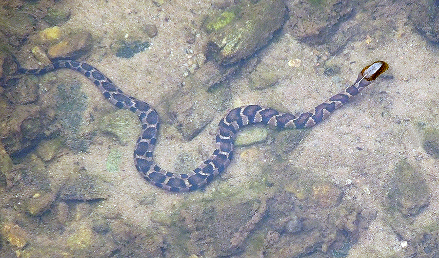 Midland Water Snake 