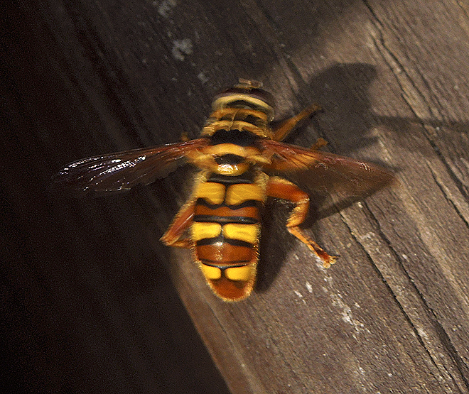 Yellowjacket Hover Fly 