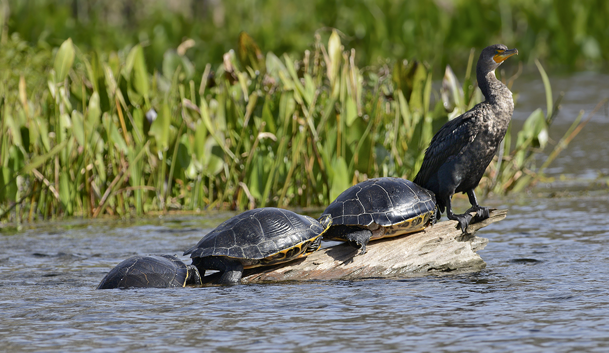 Suwannee Cooters