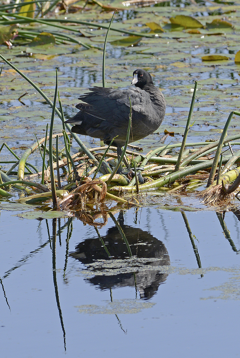 American Coot Building Nest