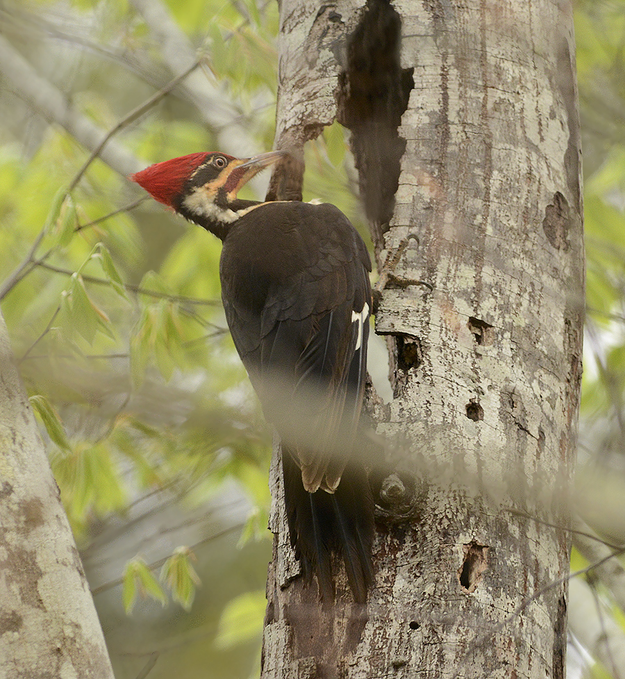 Adult Male