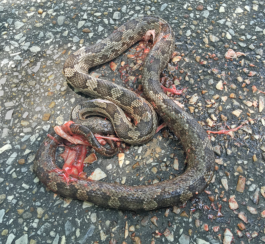 Dead Gray Rat Snake