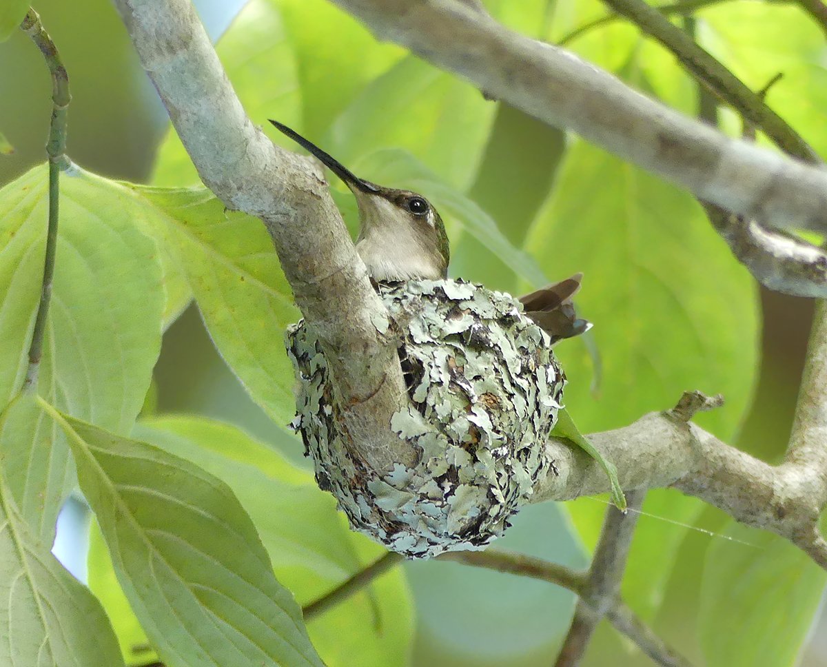 Ruby-throated Hummingbird Nest