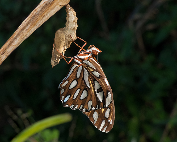 <b>Eclosed Gulf Fritillary VIDEO</b>