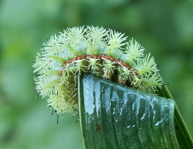 IO Moth Caterpillar (7746)