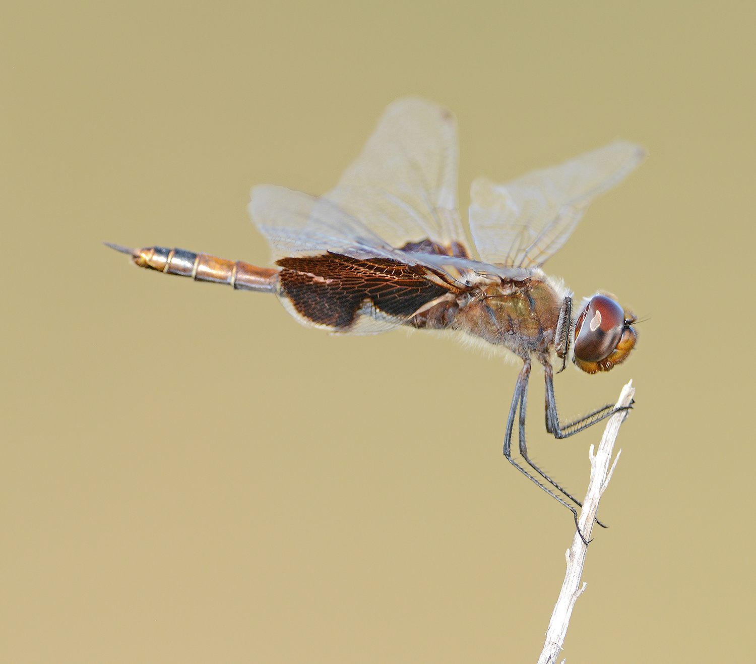 Carolina Saddlebags 