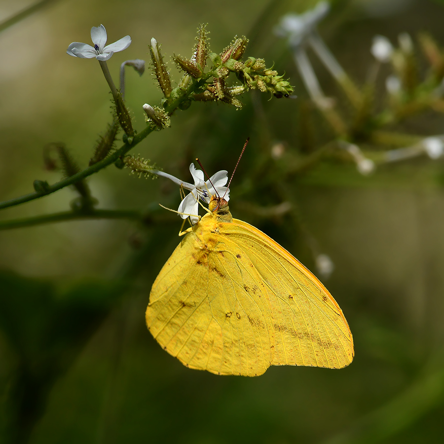 Large Orange Sulphur (Female)