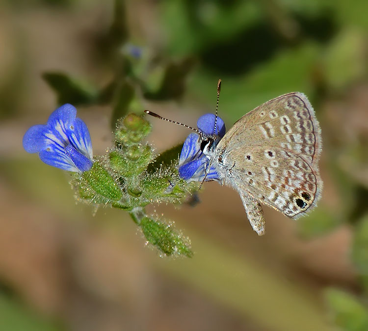 Ceraunus Blue 
