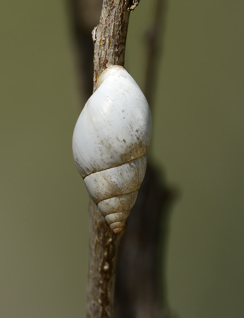 Rio Grande Valley Tree Snail