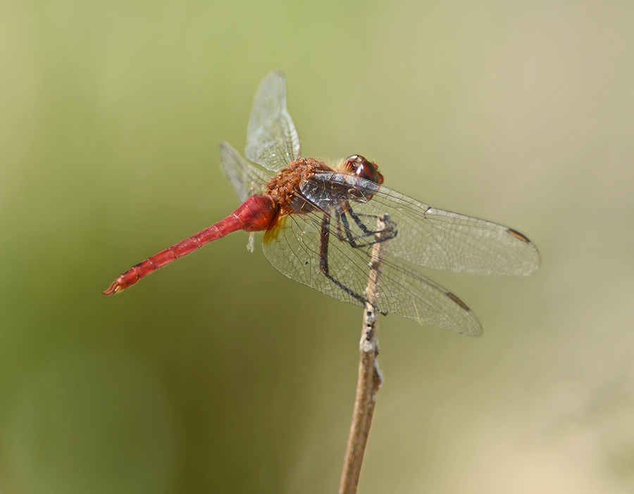 Red-tailed Pennant  (Female)