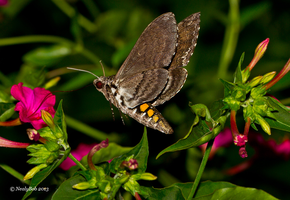 Hummingbird Moth