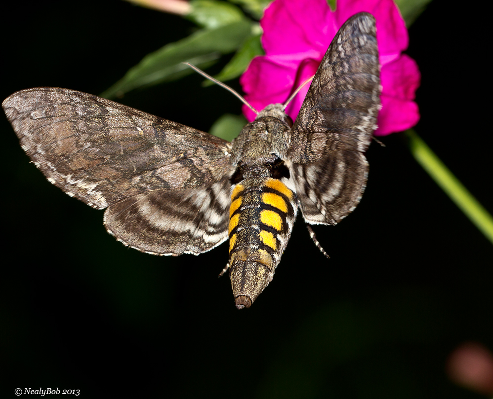 Hummingbird Moth