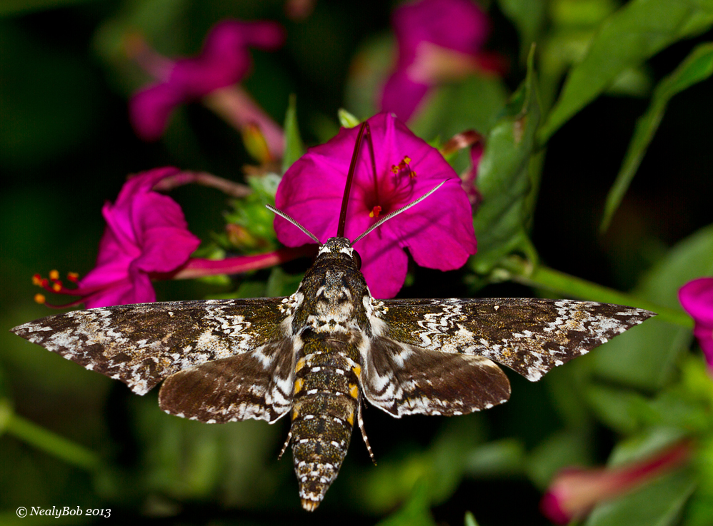 Hummingbird Moth