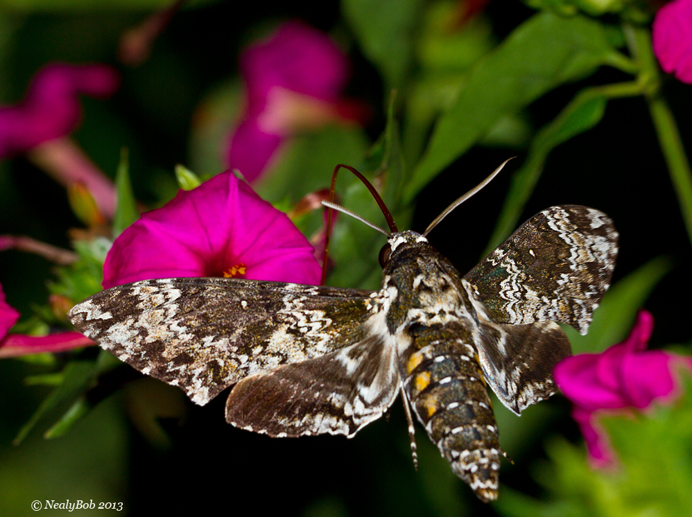 Hummingbird Moth