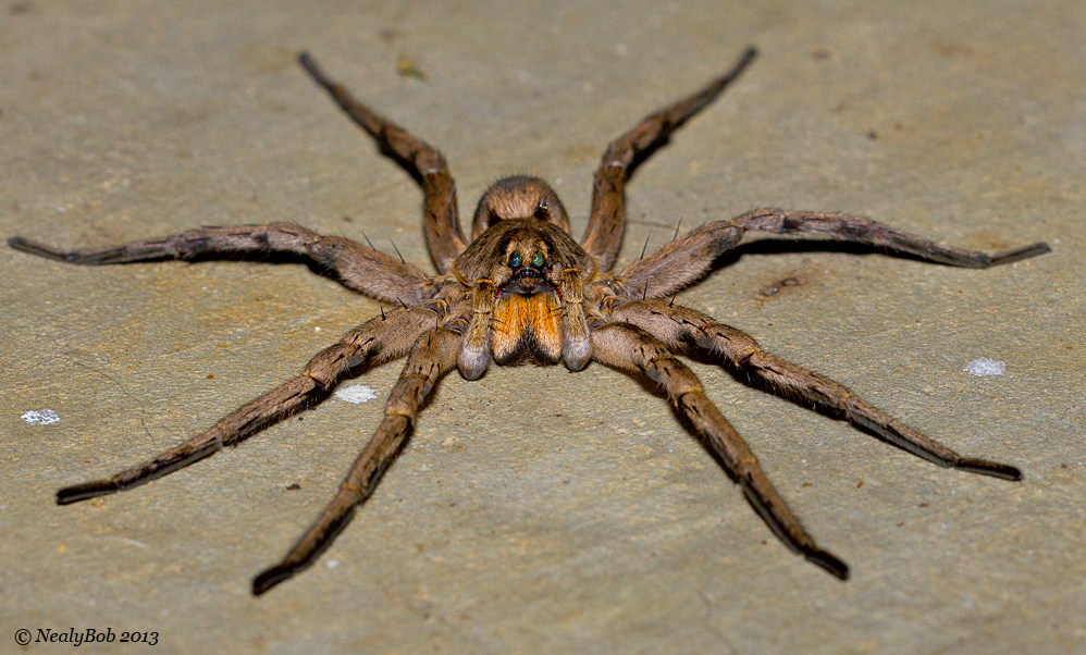 Wolf Spider 