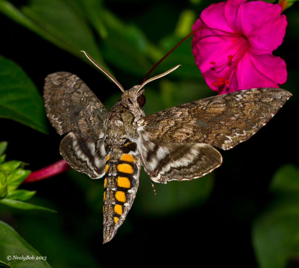 Hummingbird Moth 