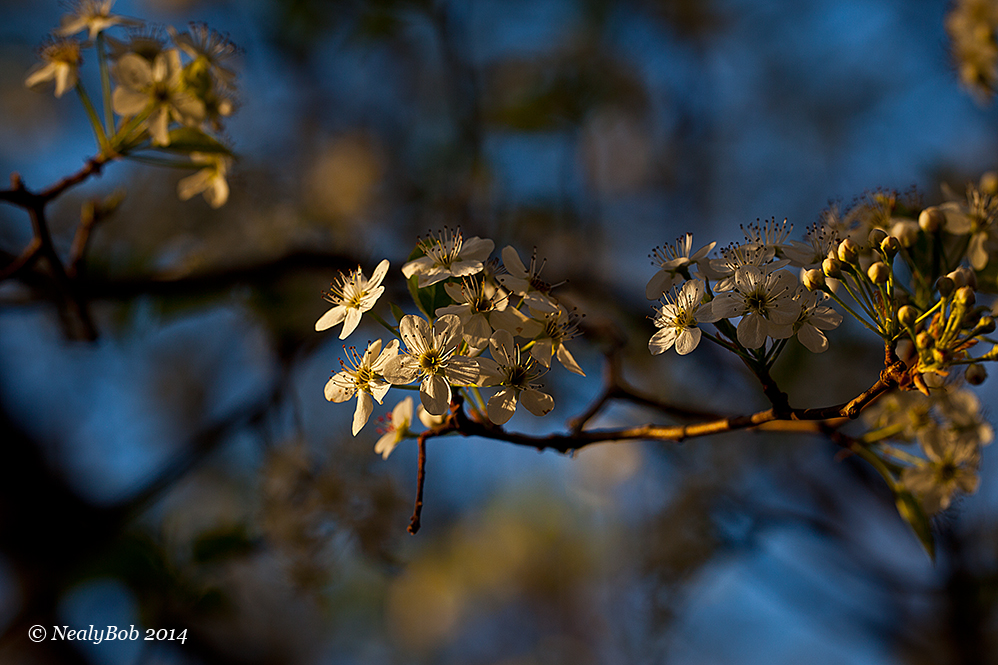 Bradford Pear
