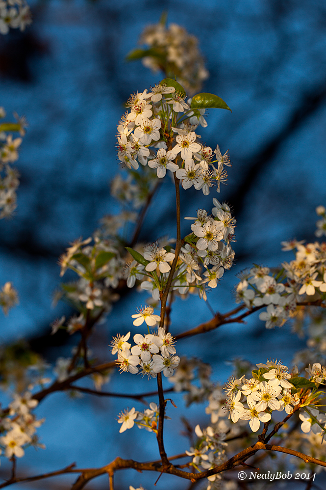 Bradford Pear March 13