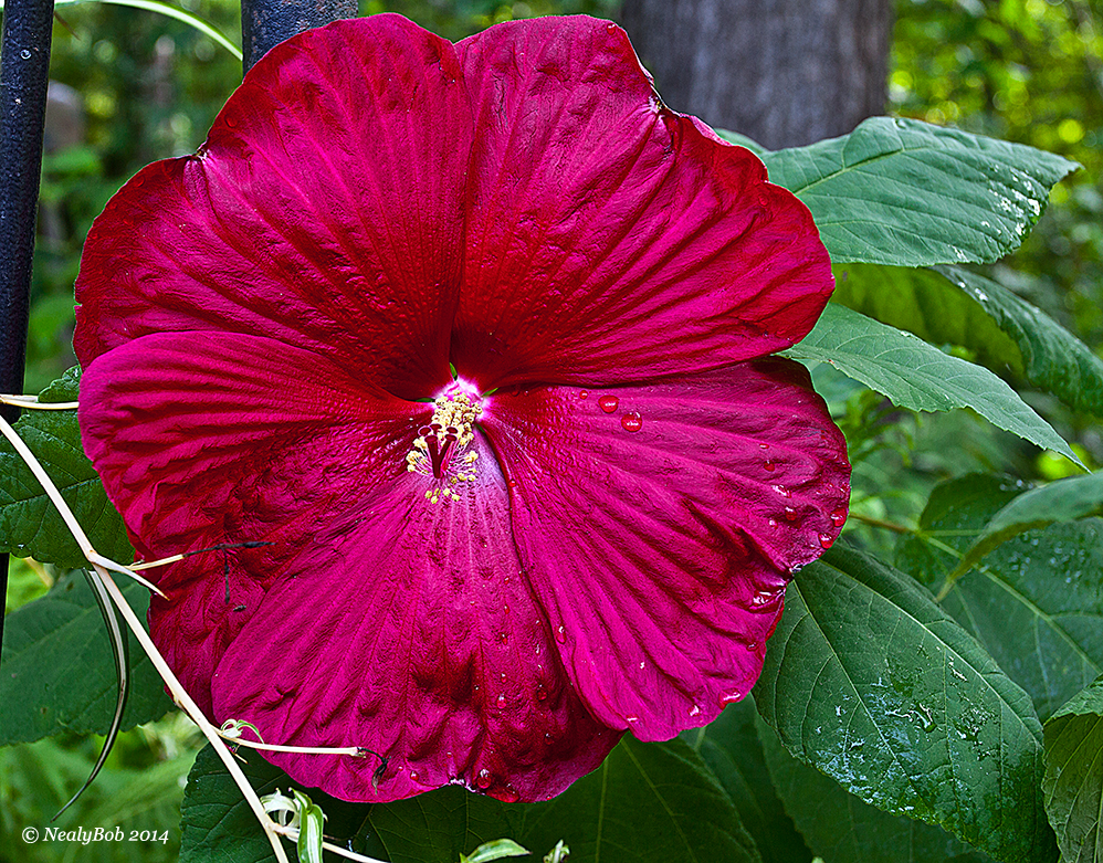 Hibiscus July 11