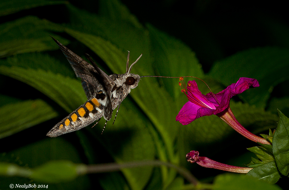 HummingBird Moth July 22