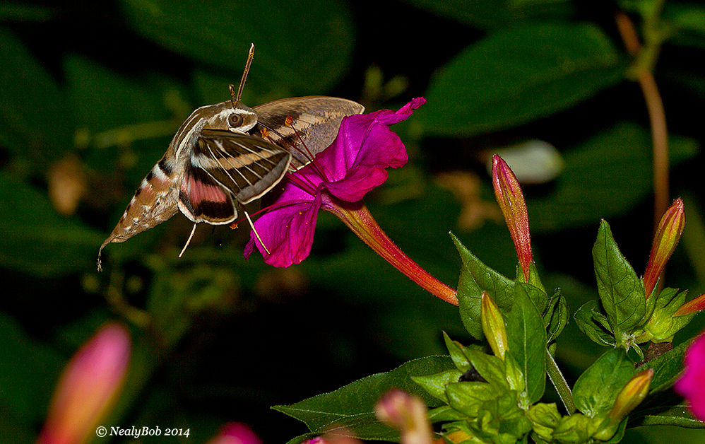 White Lined Sphinx HummingBird Moth 