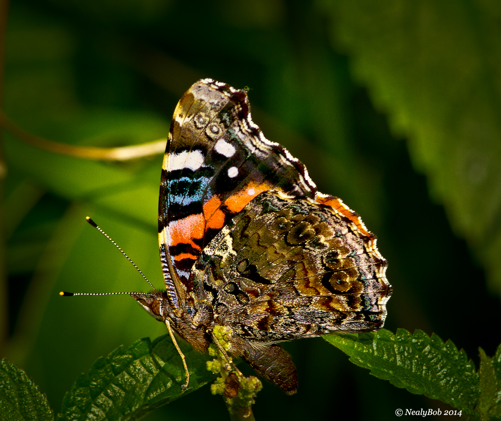 Red Admiral August 11
