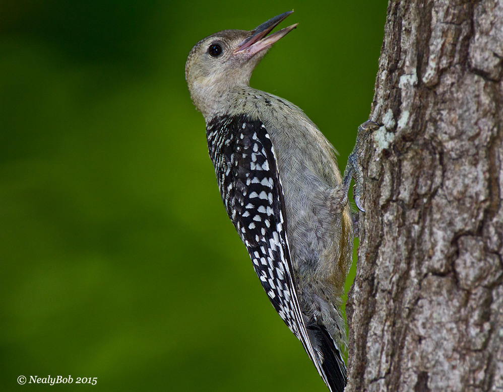 Red Bellied Wood Pecker