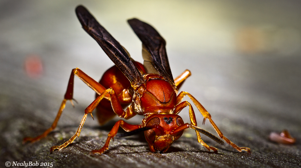 Red Wasp 