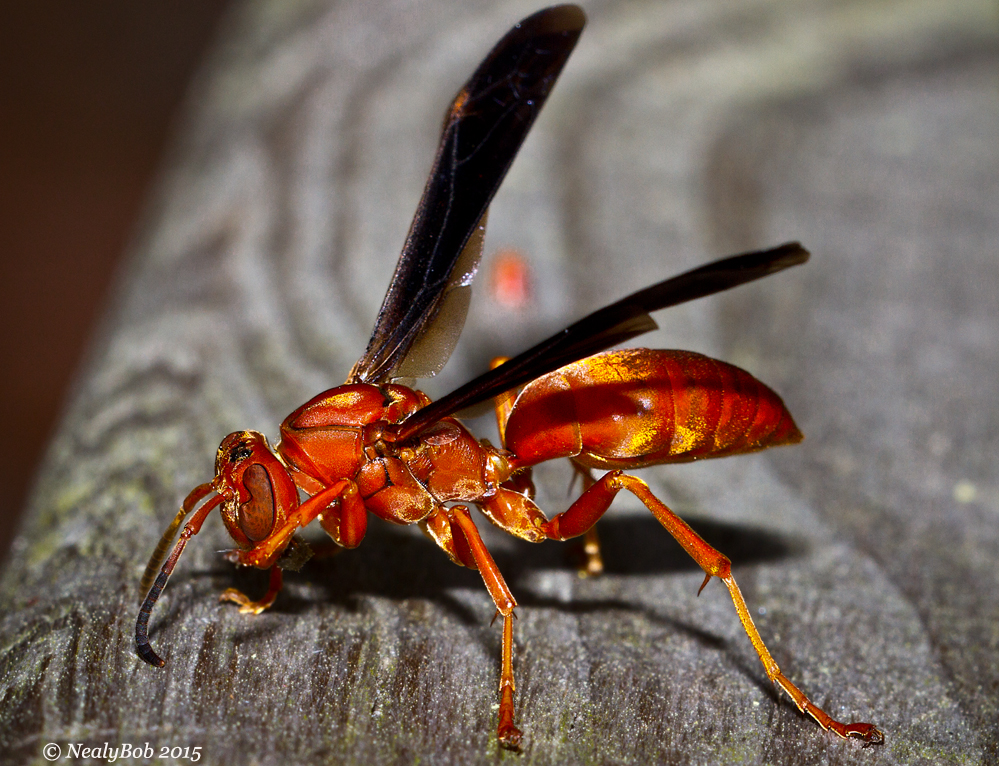 Red Wasp June 8