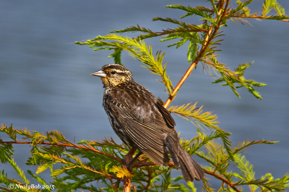 Red Winged Blackbird June 23