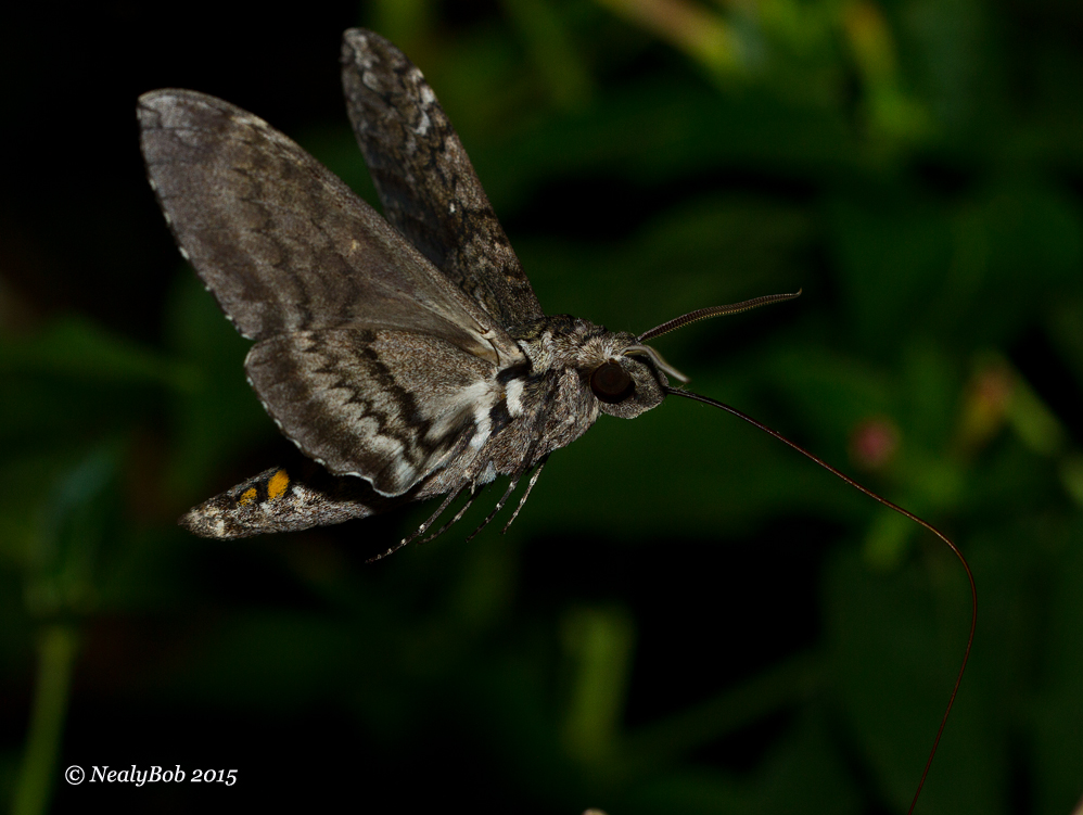 Hummingbird Moth July 30