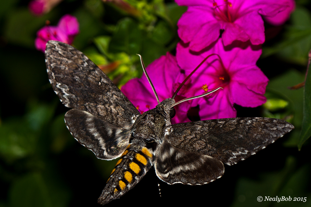 Hummingbird Moth August 19
