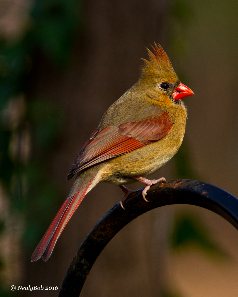 Cardinal 