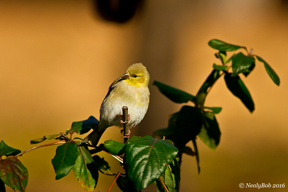 GoldFinch