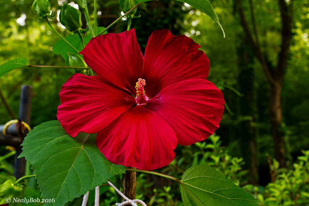 Hibiscus June 15