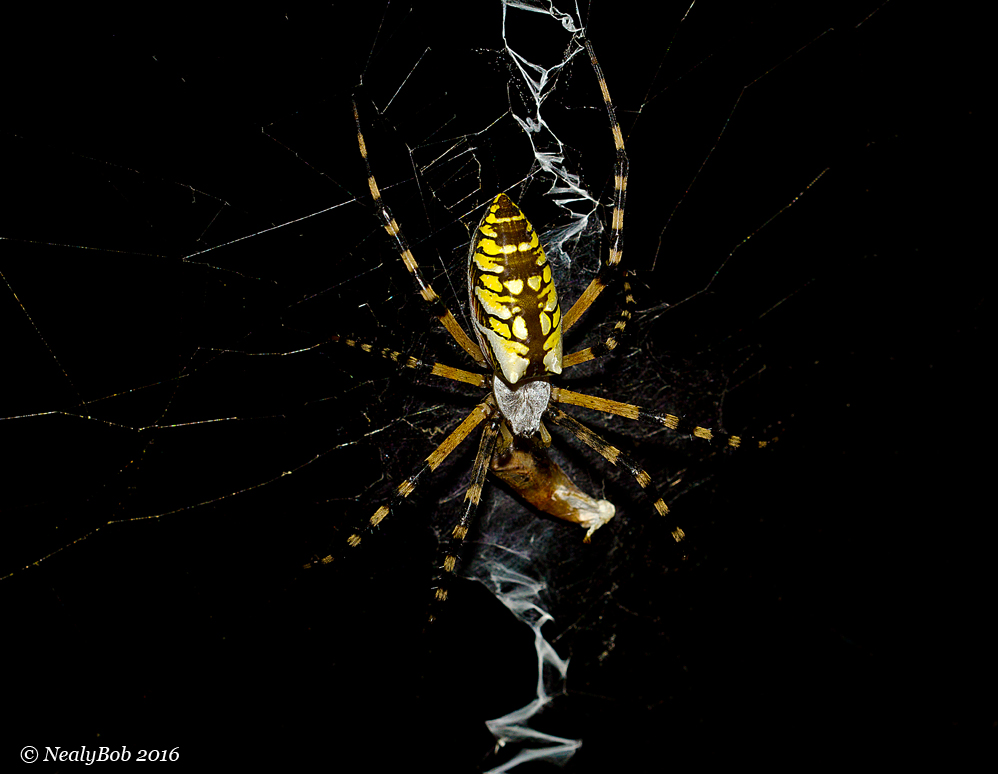 Garden Spider July 21