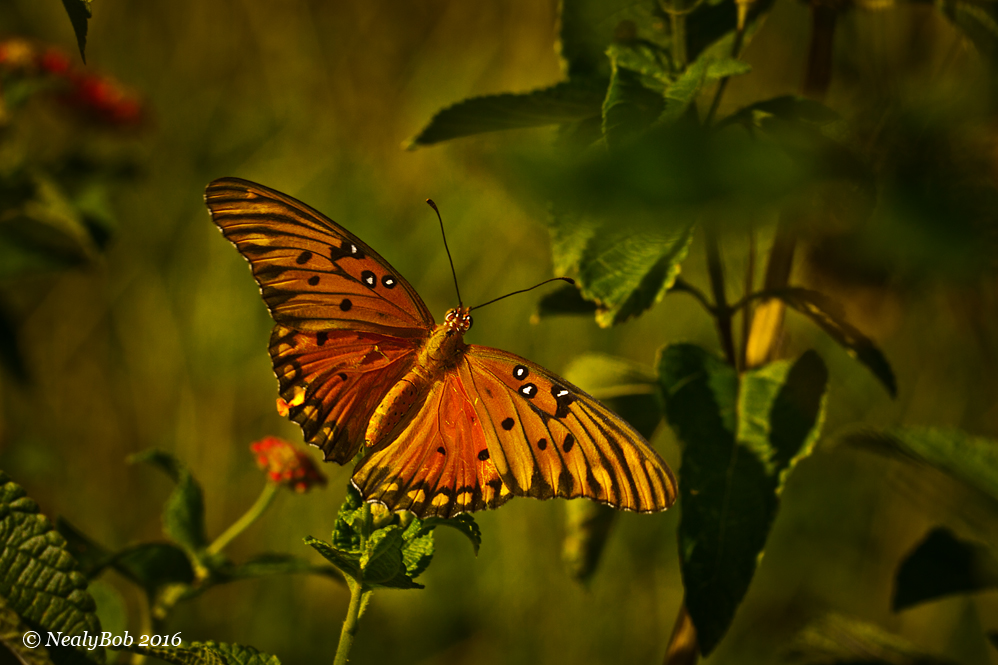 Butterfly August 10