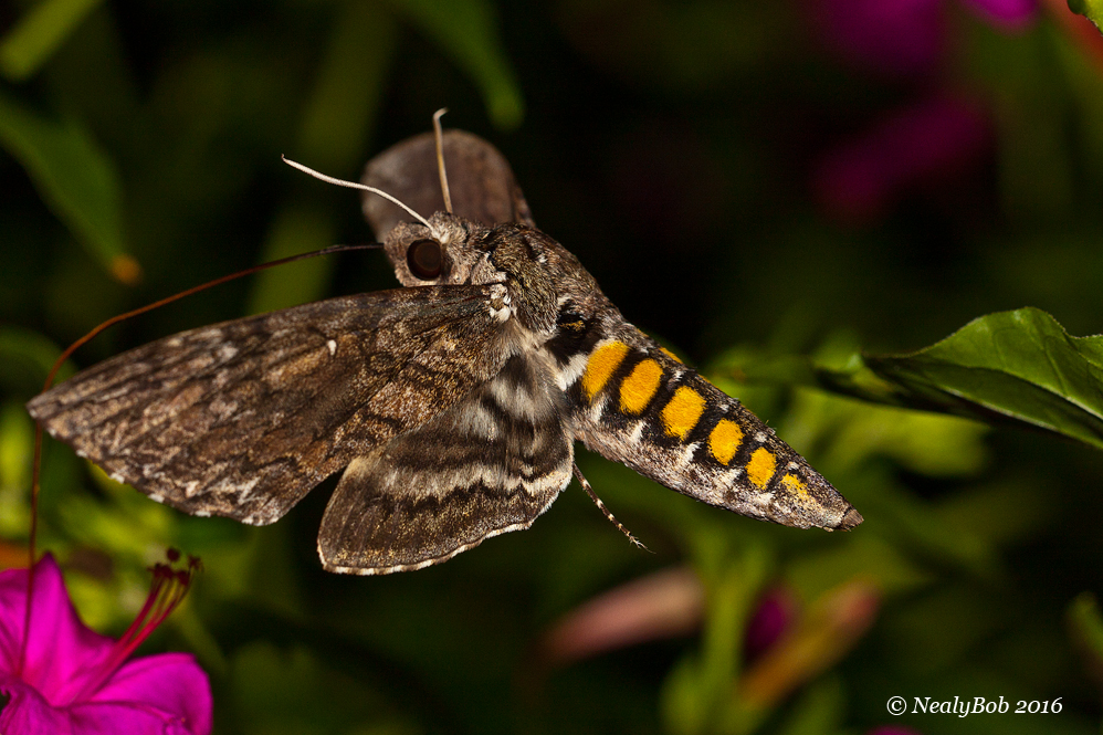 Humming Bird Moth August 12