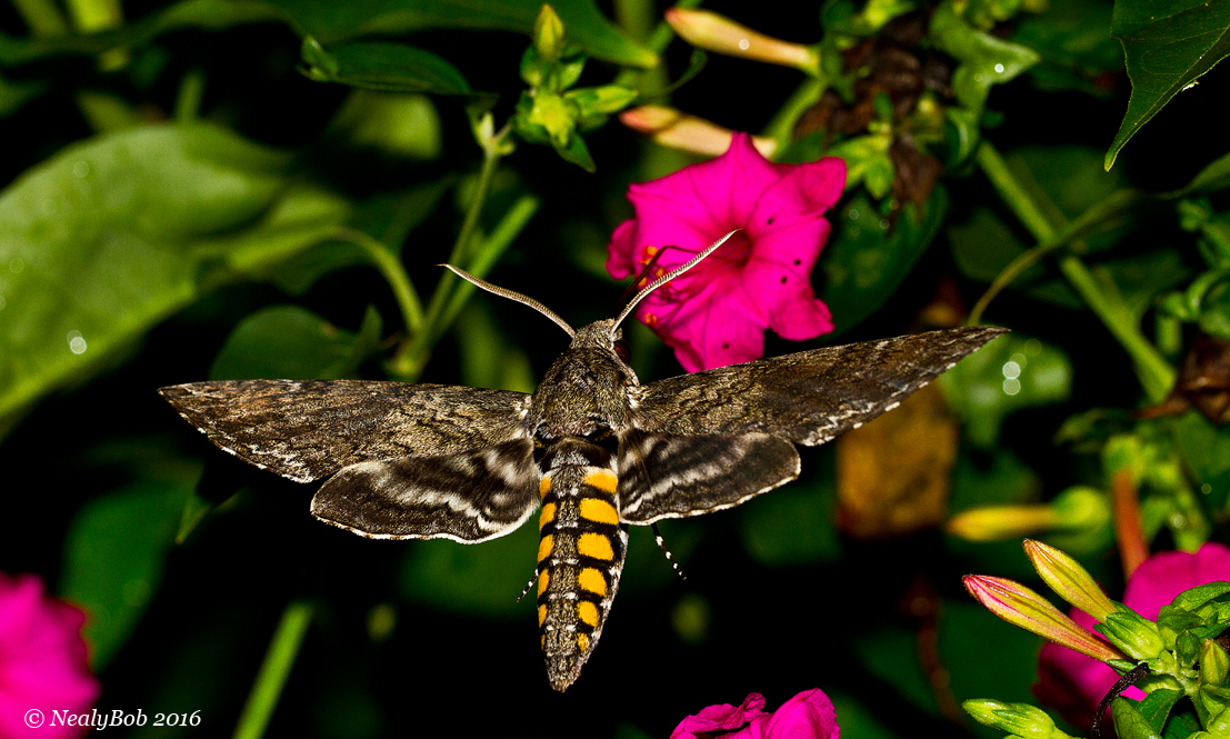 Humming Bird Moth 