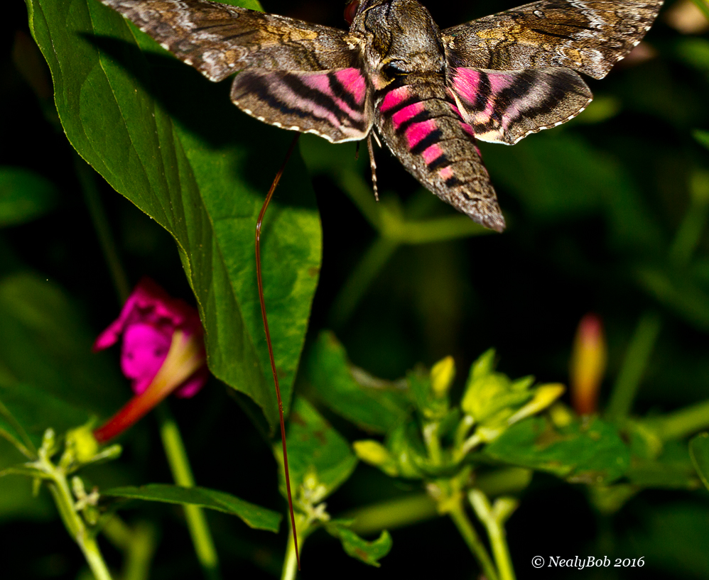 Pink Spotted Hawk Moth