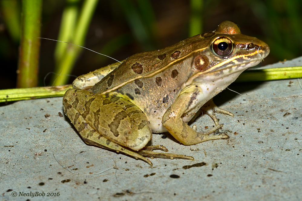 Leopard Frog September 7