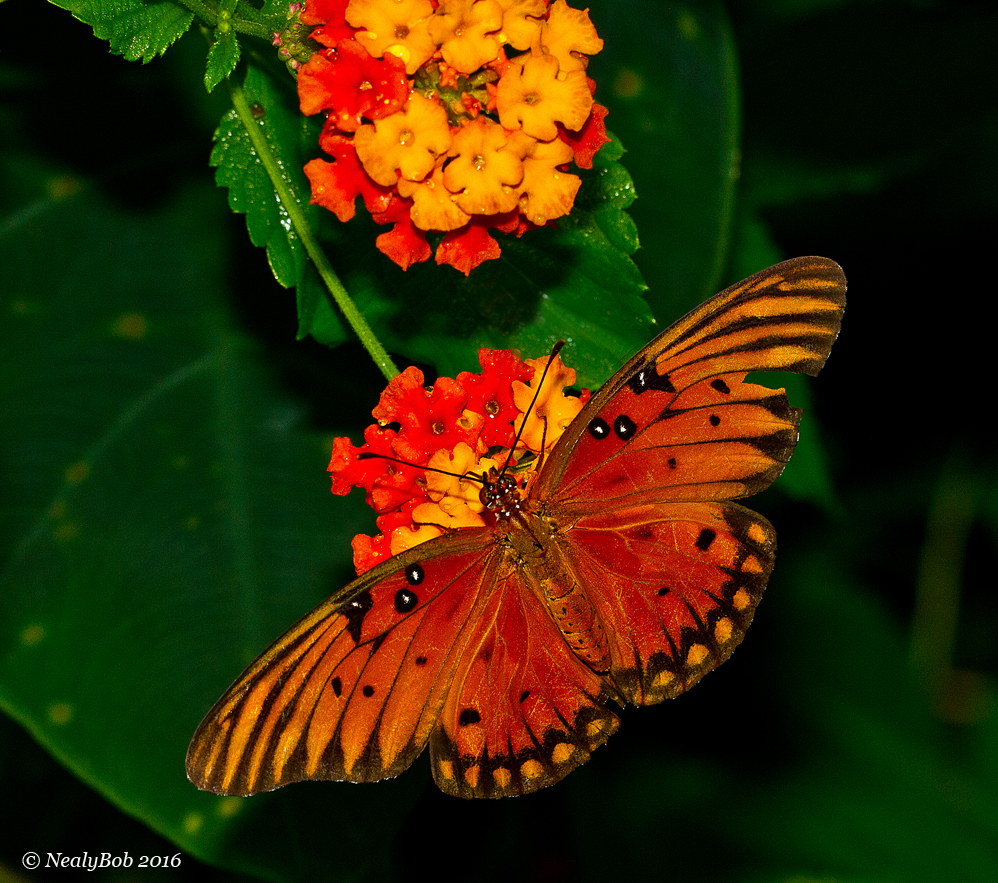 Gulf Fritillary September 9